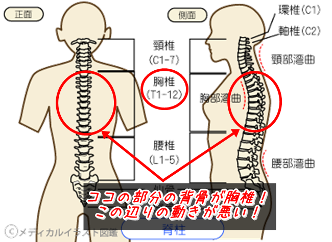 胸椎